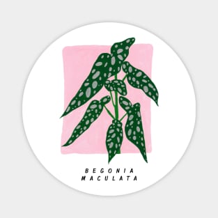 Begonia maculata Magnet